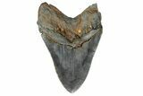 Fossil Megalodon Tooth - Aurora, North Carolina #179744-2